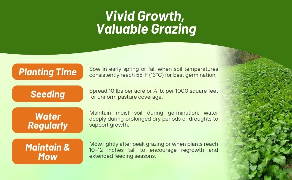 Planting Directions For Deer Greens Seeds