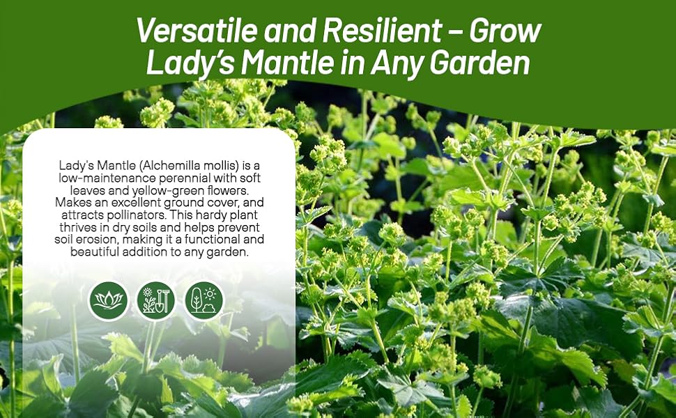 Alchemilla Mollis Lady