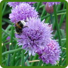 Chives Attracts Pollinators