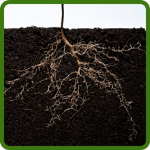 Alfalfa Drought Tolerance
