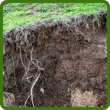 Switchgrass Seeds For Erosion Control Robust Root System