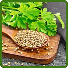 Cilantro Edible Leaves and Seeds