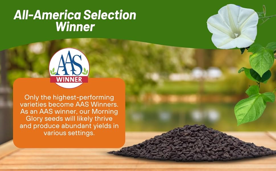 All American Selection Winner Morning Glory Pearl Gates