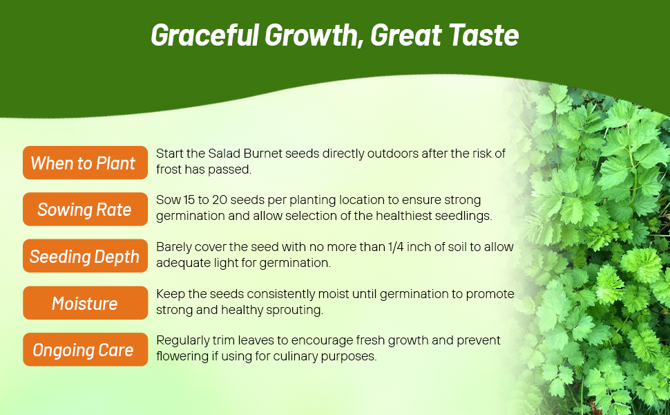 Planting Directions For Salad Burnet Herbs