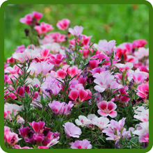 Low-Maintenance Godedita Flower Garden
