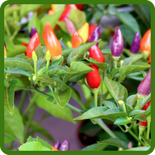 Dward Capsicum Ornamental Pepper Plants