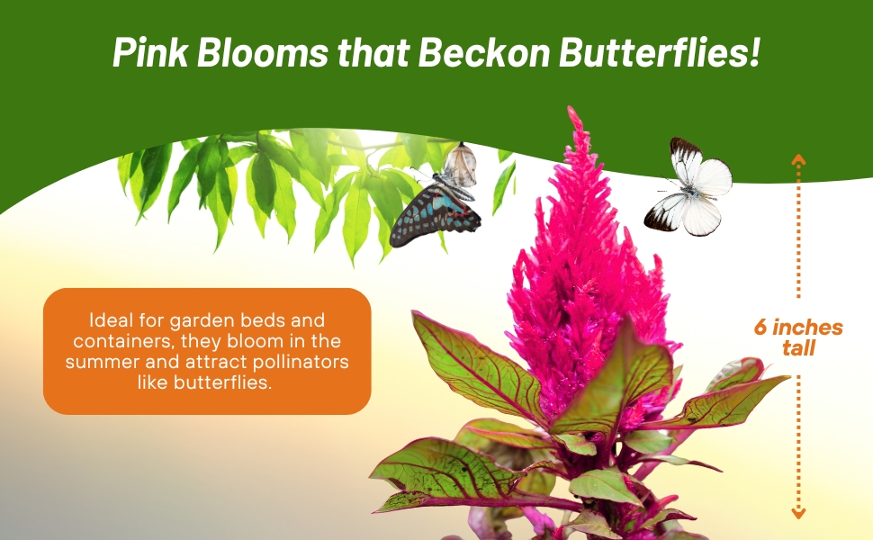 Celosia Castle Pink Attracting Butterflies
