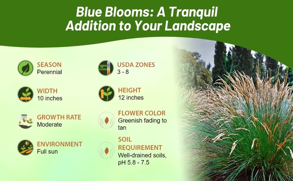 Perennial Koeleria glauca Blue Hair Ornamental Grass Specifications