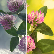 Adaptable, Compact, Spreading, Strawberry Clover Plants