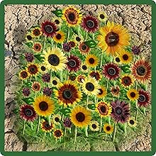 Heat & Drought Tolerant Helianthus Annuus Sunflowers