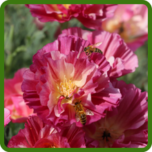 Pink California Poppy Seeds