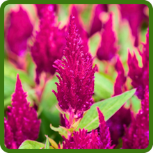 Darf Celosia Castle Pink Flowers