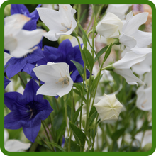 Cup-shaped Flowers of Campanula