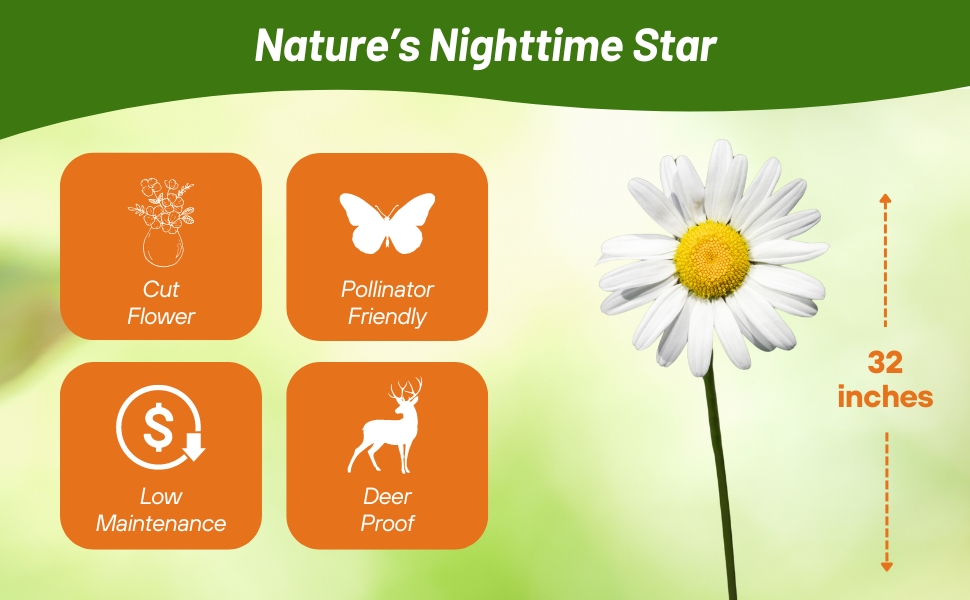 Chrysanthemum Shasta Daisy Cut Flowers