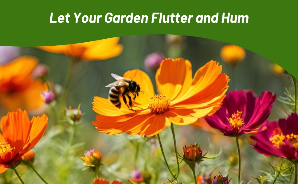 Cosmos Sulphureus Attracting Pollinator Bees