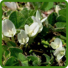 Subterranean Clover Cool Season Annual Legume