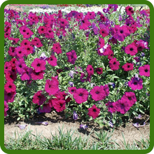 Purple Classic Wave Petunia in Full Sun
