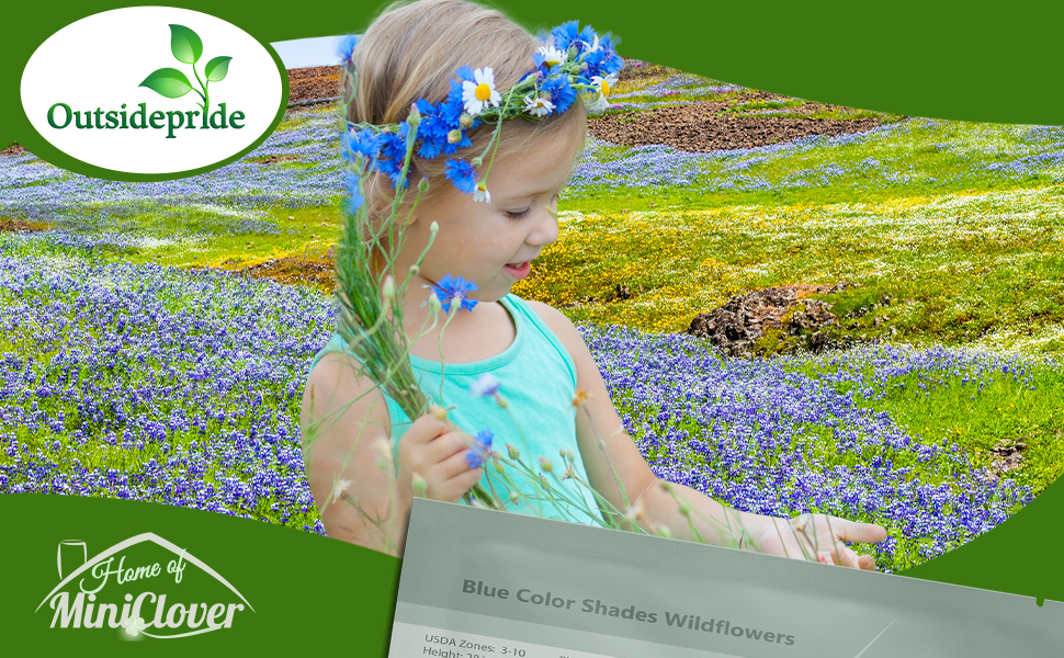 Blue Flowers Grown From Seeds