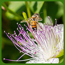 Pollinating Bee on Caper Bush Plant