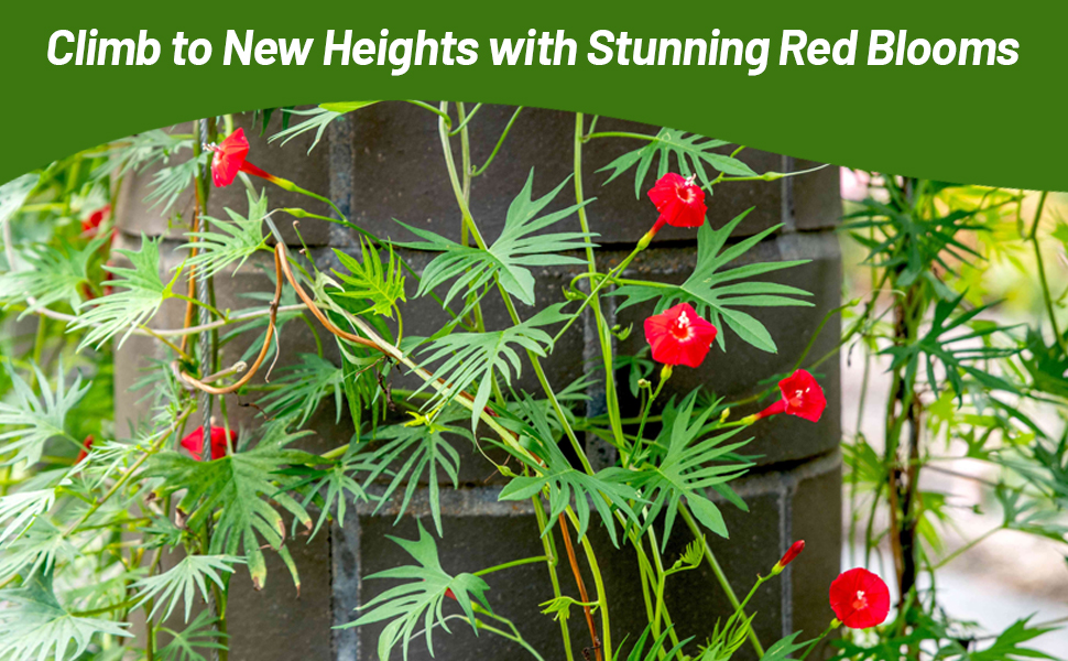 Vining Cardinal Climber For Trellises