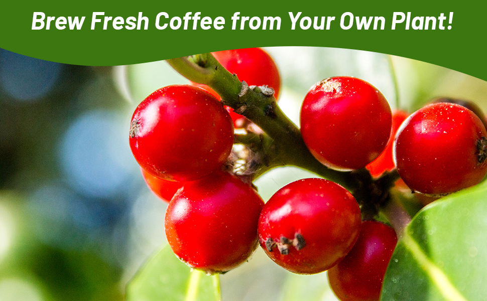 Bright Red Coffee Bean Plant Seeds
