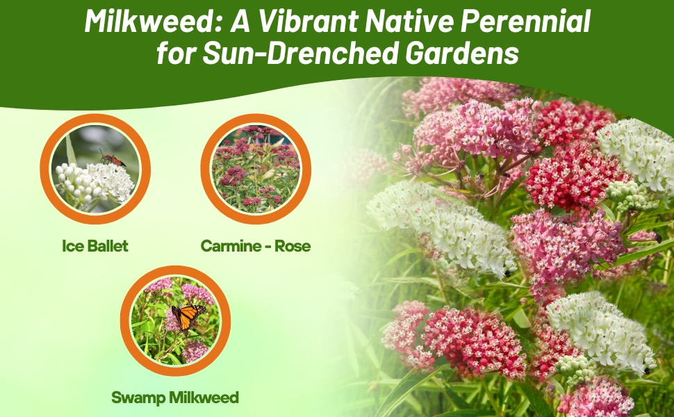 Varieties of Asclepias Incarnata Swamp Milkweed Grown From Flower Seeds