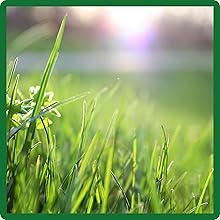 Full Sun Midnight Kentucky Bluegrass Lawn Seed