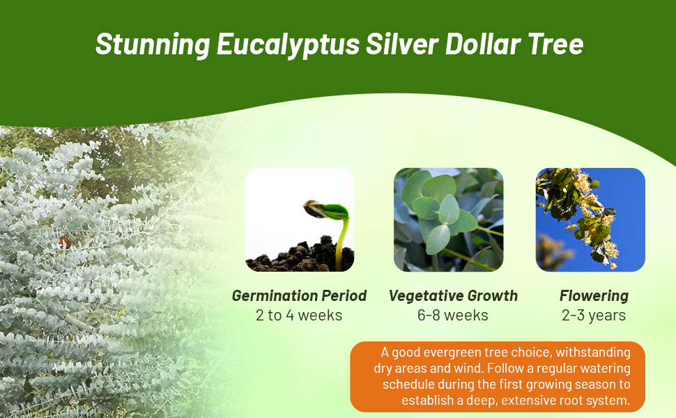 Eucalyptus Silver Dollar Tree Planting Directions