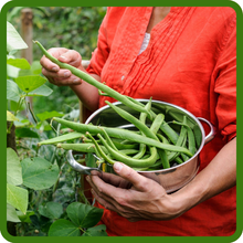 Scarlet Runner Bean Has Prolific Bean Production