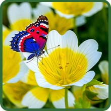 Butterfly Pollinating Meadowfoam Poached Egg Plant