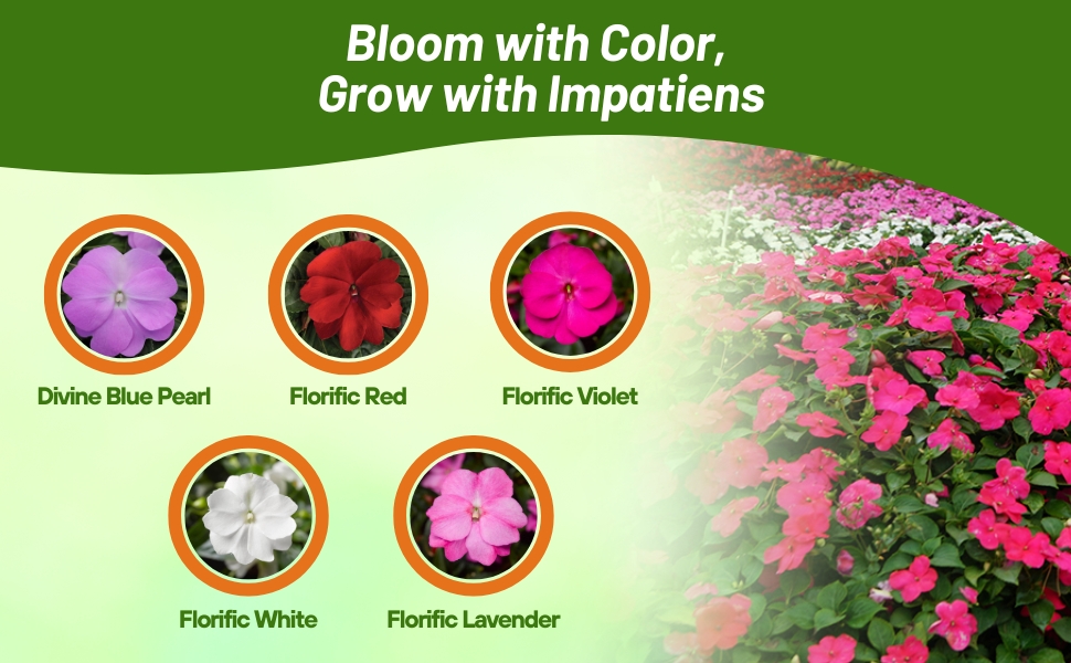 Varieties of New Guinea Impatiens Flowers
