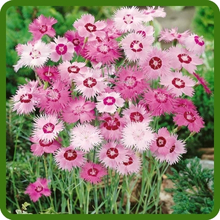 Compact, Low Growing Dianthus Sweetness in Flower Garden