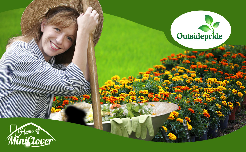 Tagetes Patula French Marigold Compact Landscaping