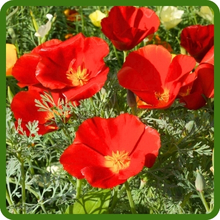 California Poppy Red Chief Flower Seeds For Planting Outdoors