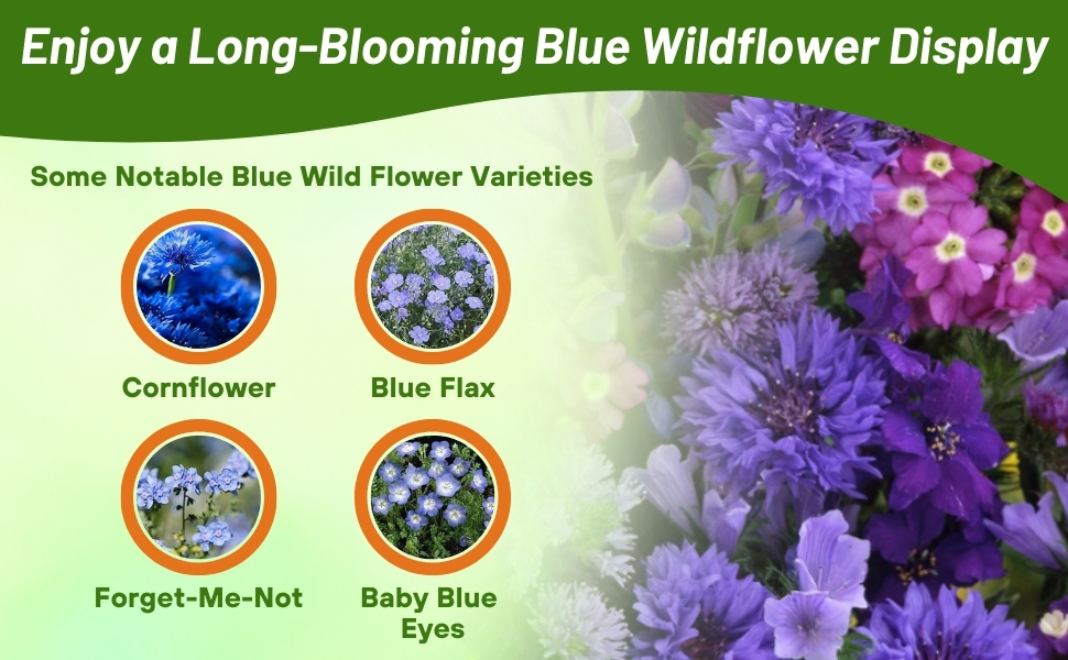 Varieties of Blue Flowers in Seed Mixture