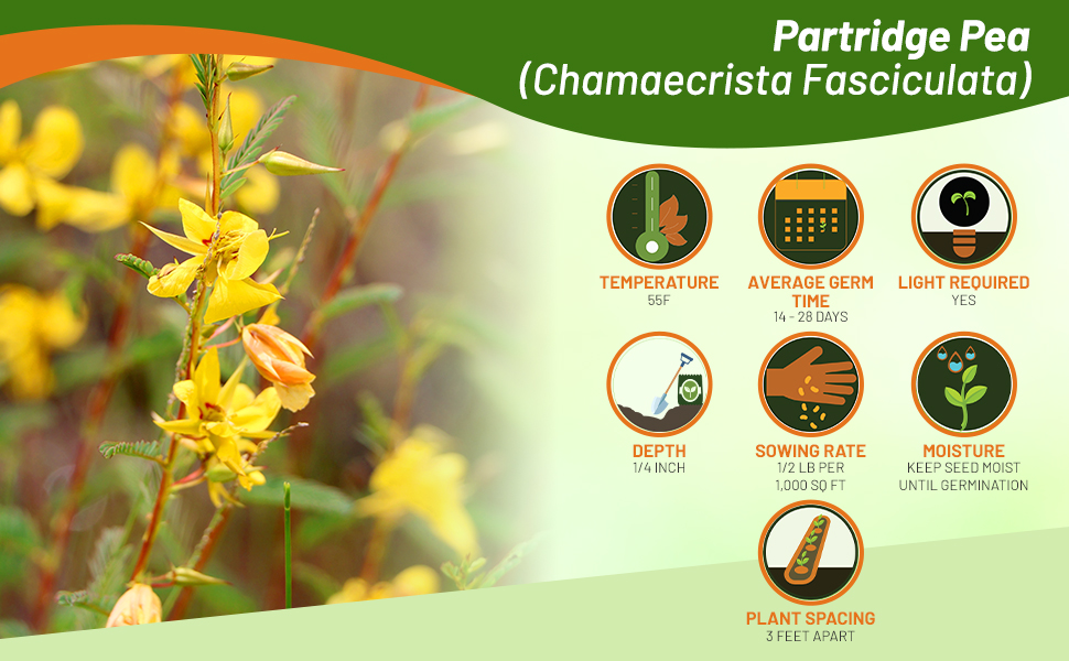 Planting Directions For Partridge Pea Seeds