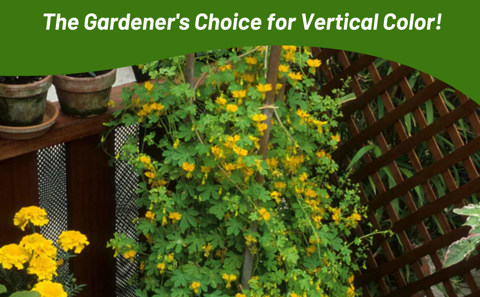 Canary Creeping For Vertical Gardening, Trellises, Pergolas
