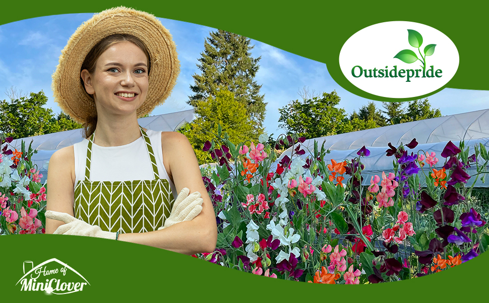 Old Spice Lathyrus Sweet Peas Flower Garden