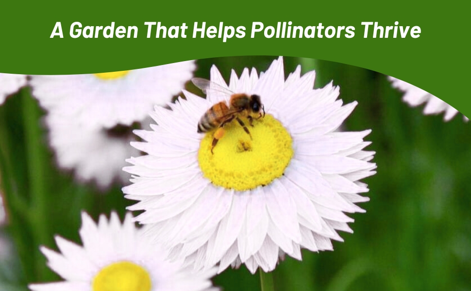 Pollinating Bee on Helipterum Paper Daisy Flowers