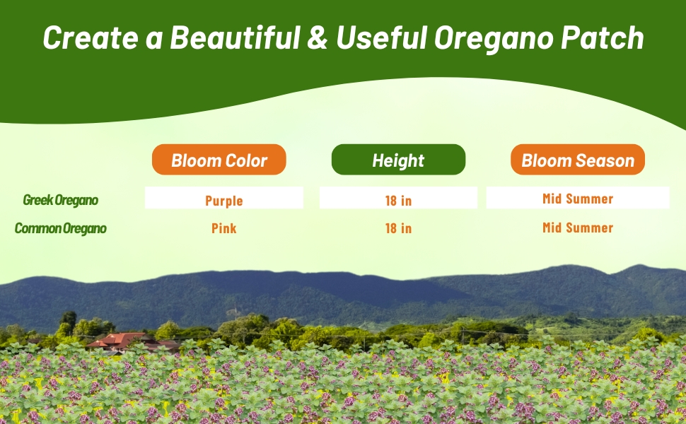 Bloom Color, Season, & Height of Oregano Plants Chart