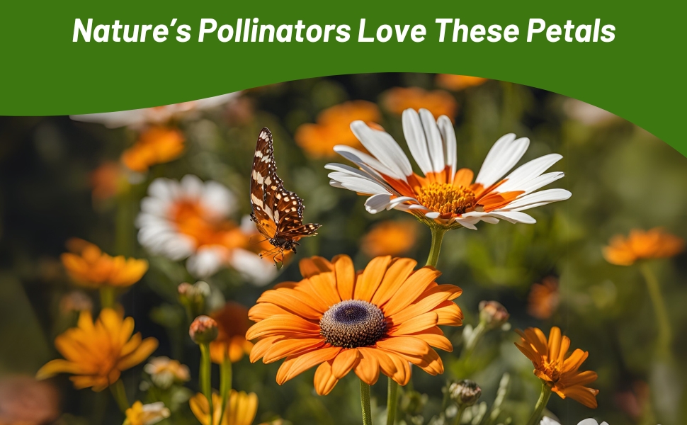 Pollinating Butterfly on African Daisy Blooms