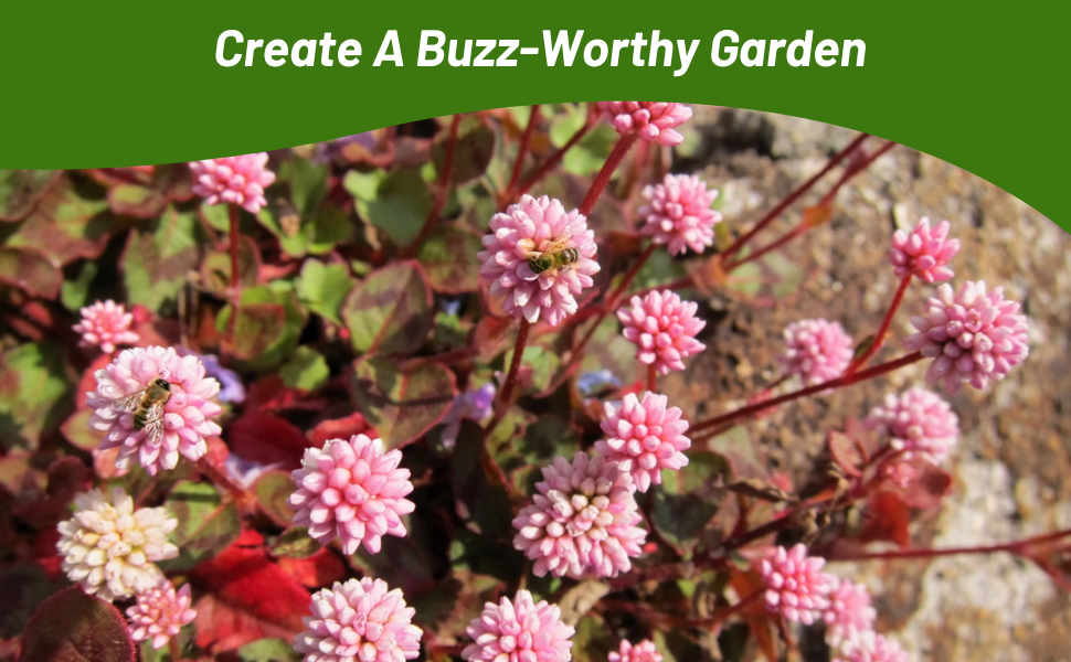 Pollinating Bees on Pinkhead Smartweed Drought Tolerant Ground Cover