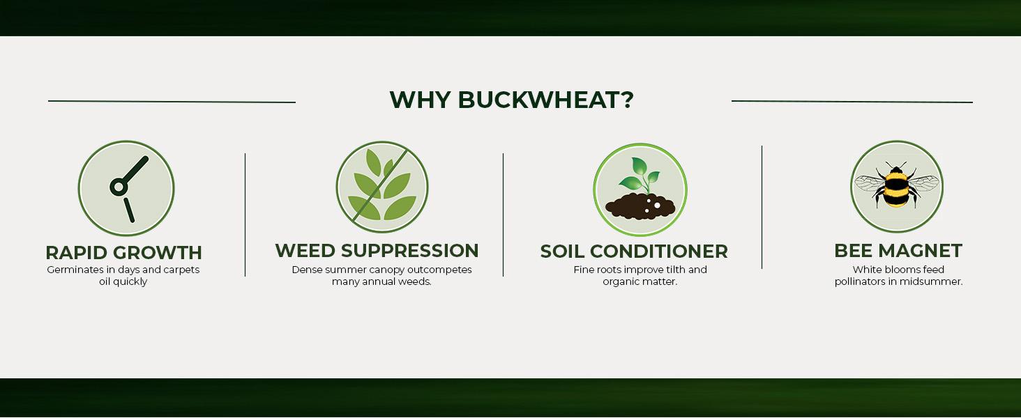 Uses of Buckwheat Seeds