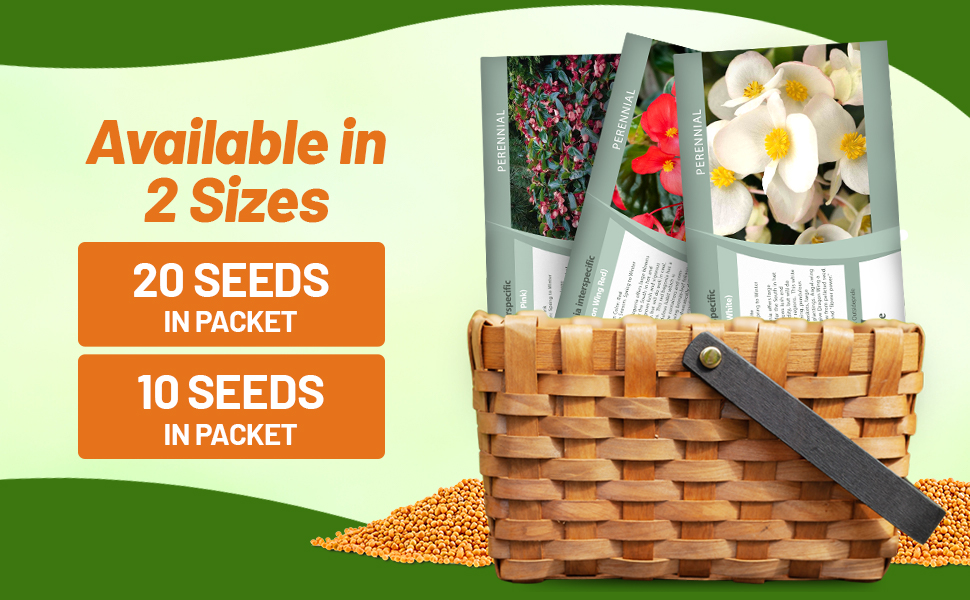 Dragon Wing Begonia Seed Packets For Sale