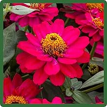 Double Blooms of Zinnia Profusion Double Hot Cherry Flowers