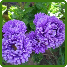 Blue Callistephus Tall Paeony Aster