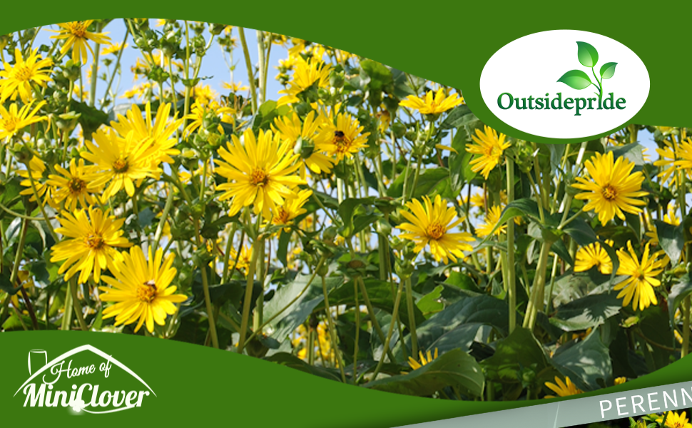 Yellow Flowers of Silphium Cup Plant