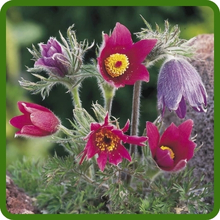 Anenome Pasque Flower Decorative Seed Heads