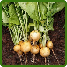 Edible Maca Leaves Mild Flavor For Salads & Dishes