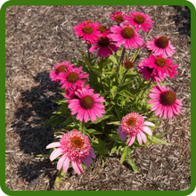 Drought Tolerant Perennial Echinacea Coneflower Flowers